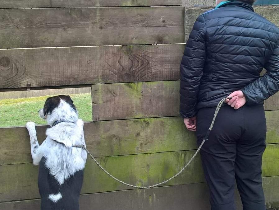 Woman and dog looking together through a fence